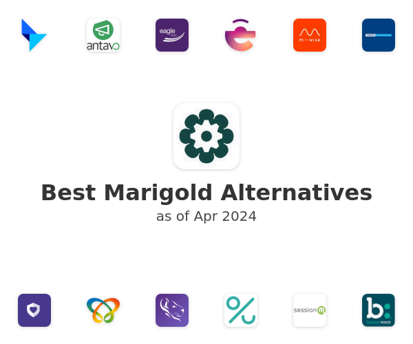Best Marigold Alternatives