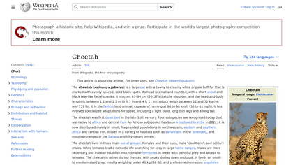 Cheetah image