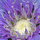 Toad Data Point icon