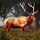 Deer Calls for Hunting icon