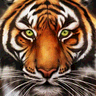 Tiger Commissary