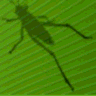 Grasshopper 3D logo