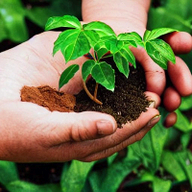 GreenThumb - AI Gardening Companion logo