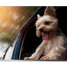 DogDogApp icon