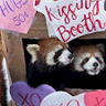 Panda3DS icon