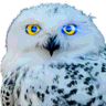 OwlMail icon