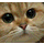 Kittify icon
