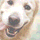 Doggie Dashboard icon